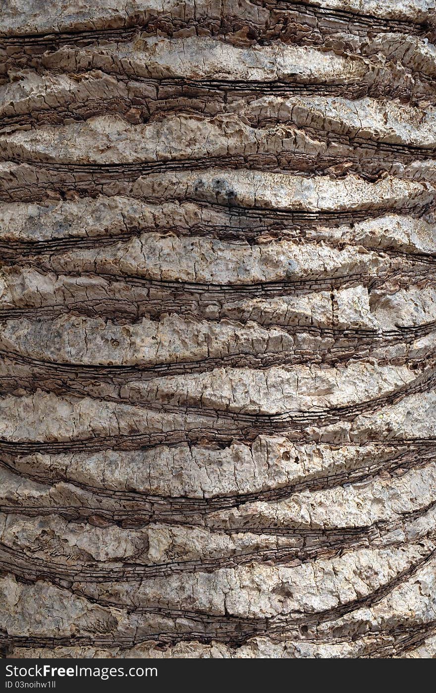 Texture photo detail of a palm trunk. Texture photo detail of a palm trunk