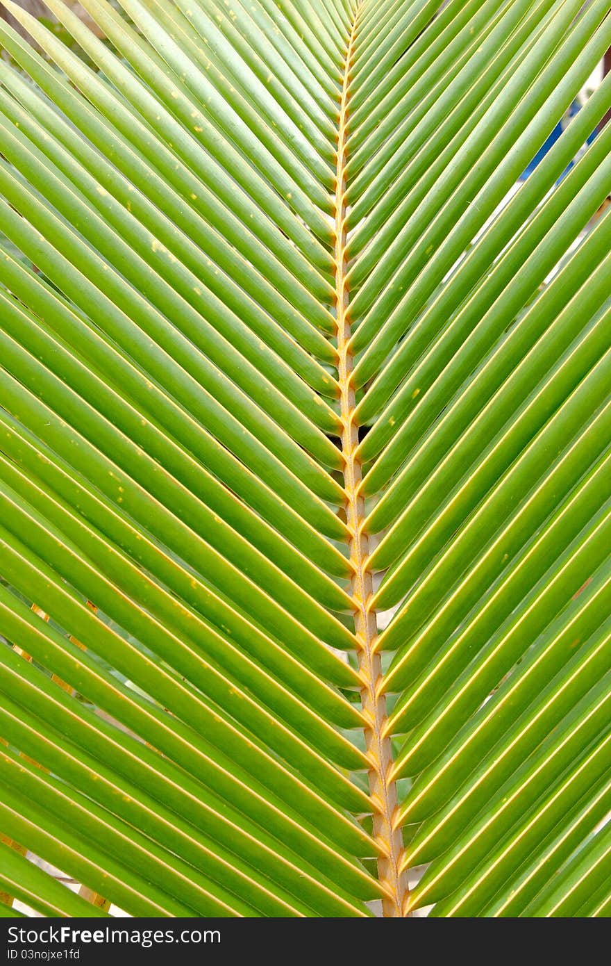 Green and yellow leaf of a palm tree in summer