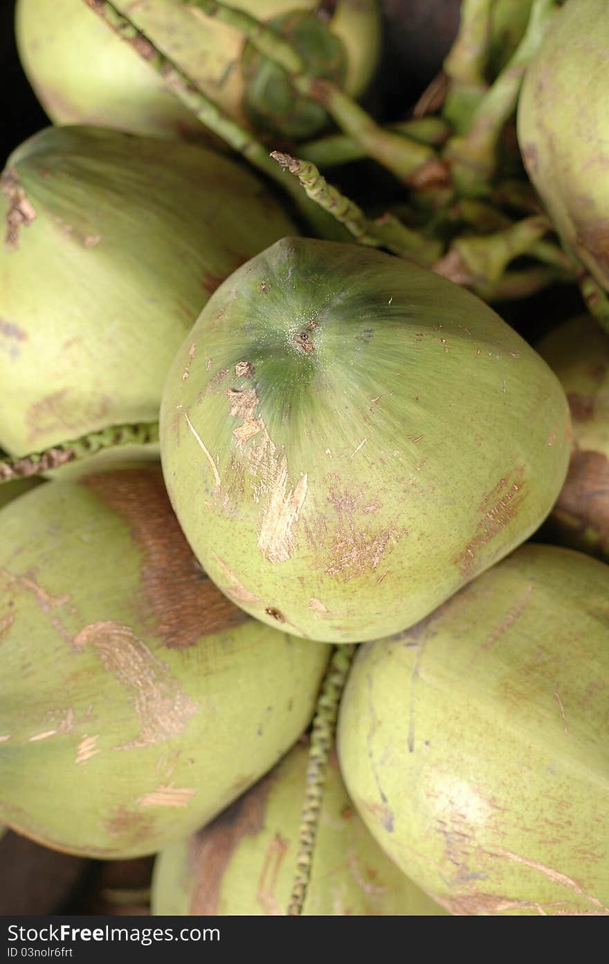 Clusters of coconuts on palm tree