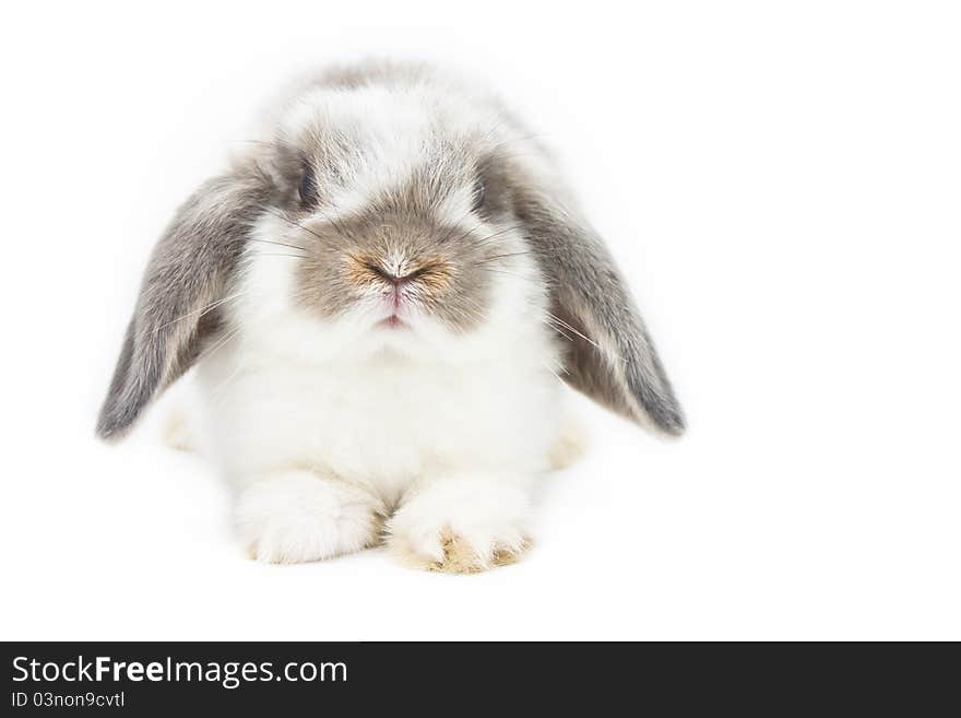 Cute rabbit on white background