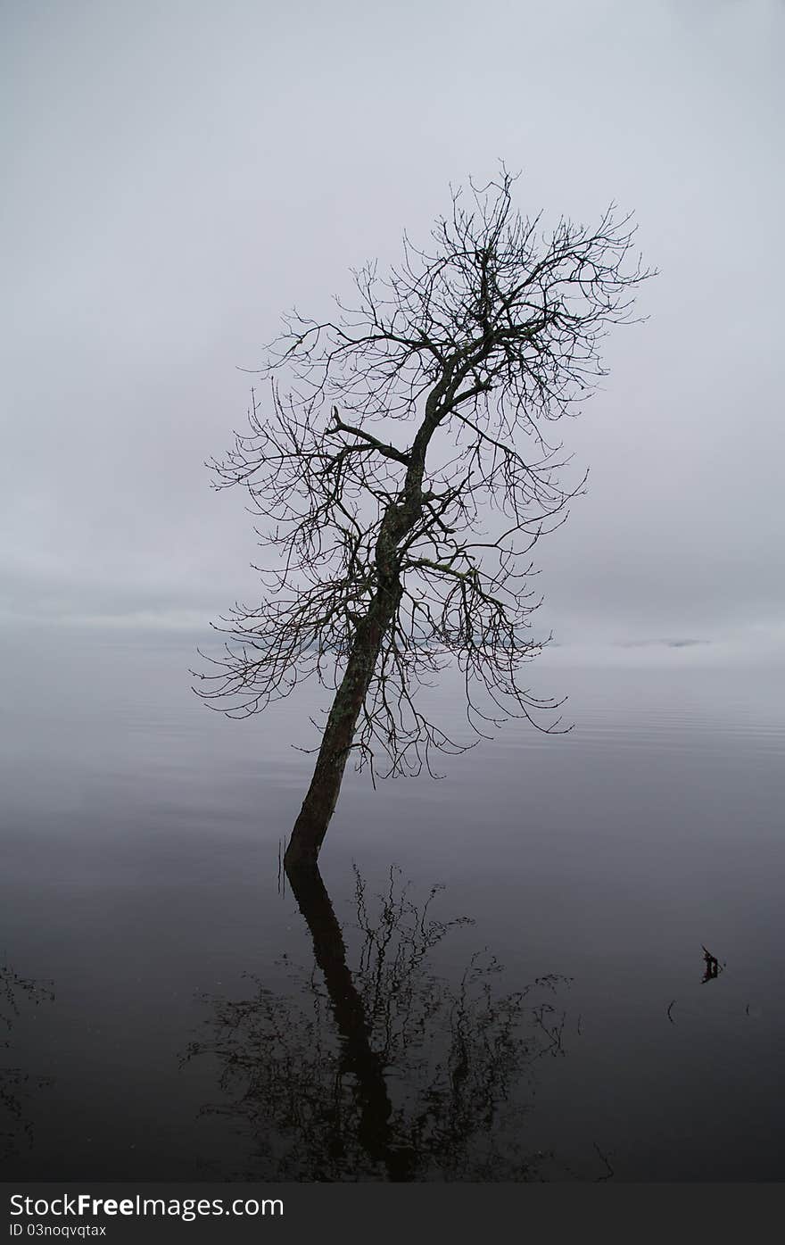 A Tree surrounded by the flood waters of the Saint John River. A Tree surrounded by the flood waters of the Saint John River