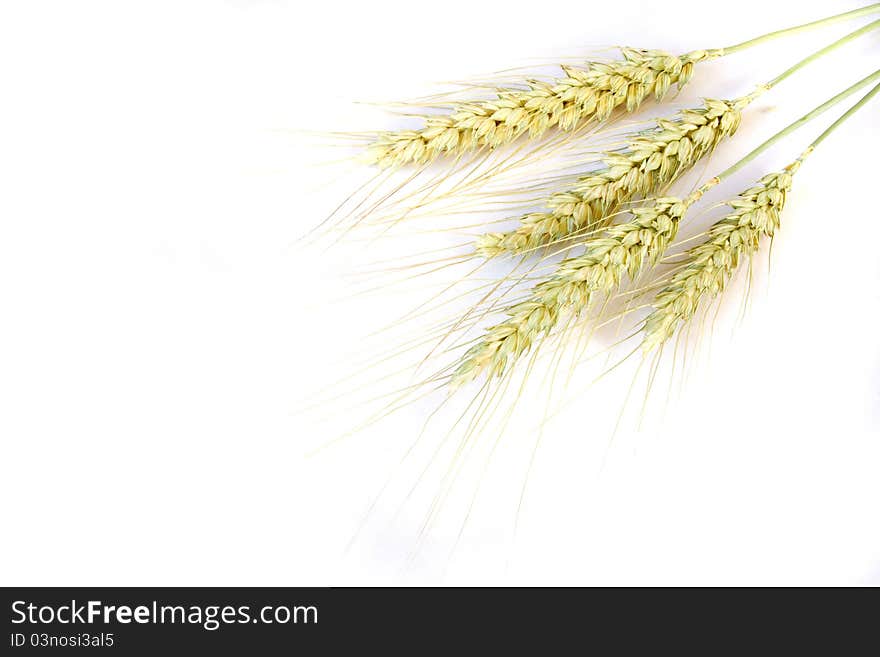 Wheat or grain against white background