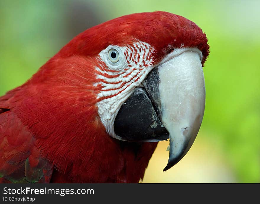 Close up of a parrot against green background. Close up of a parrot against green background