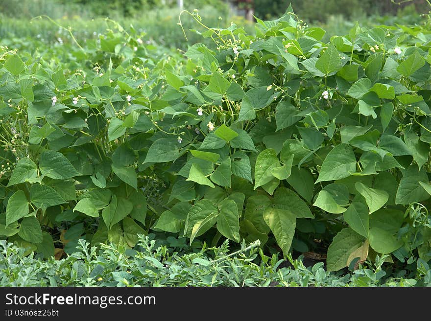 Blooming Beans In The Garden