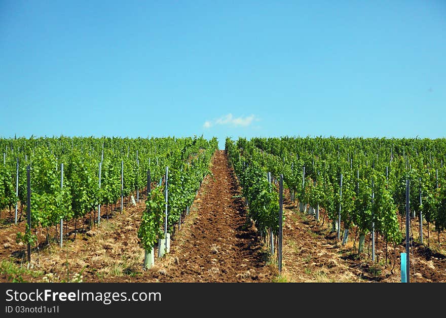 Vineyard