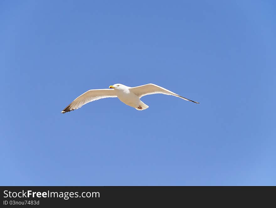 A seagull flying, blue sky background