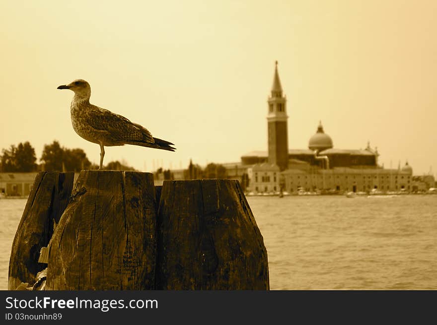 A seabird perched on an old pier post in Venice, Italy. A seabird perched on an old pier post in Venice, Italy.