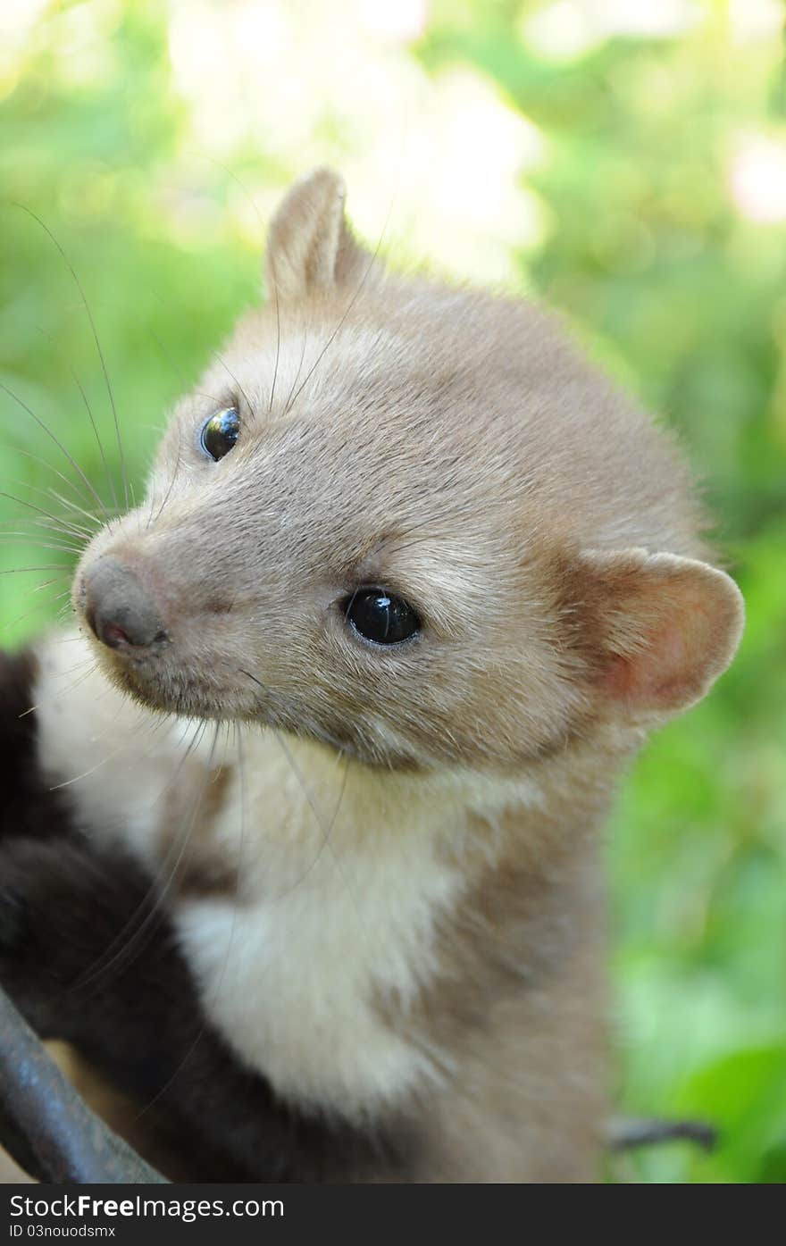 Portrait of a ferret