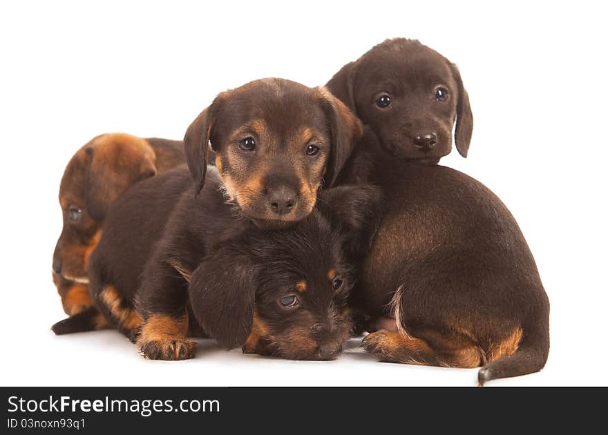 Dachshund puppies on white