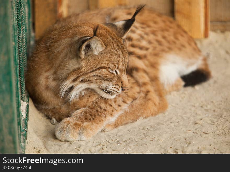 A close-up of a bobcat sleeping