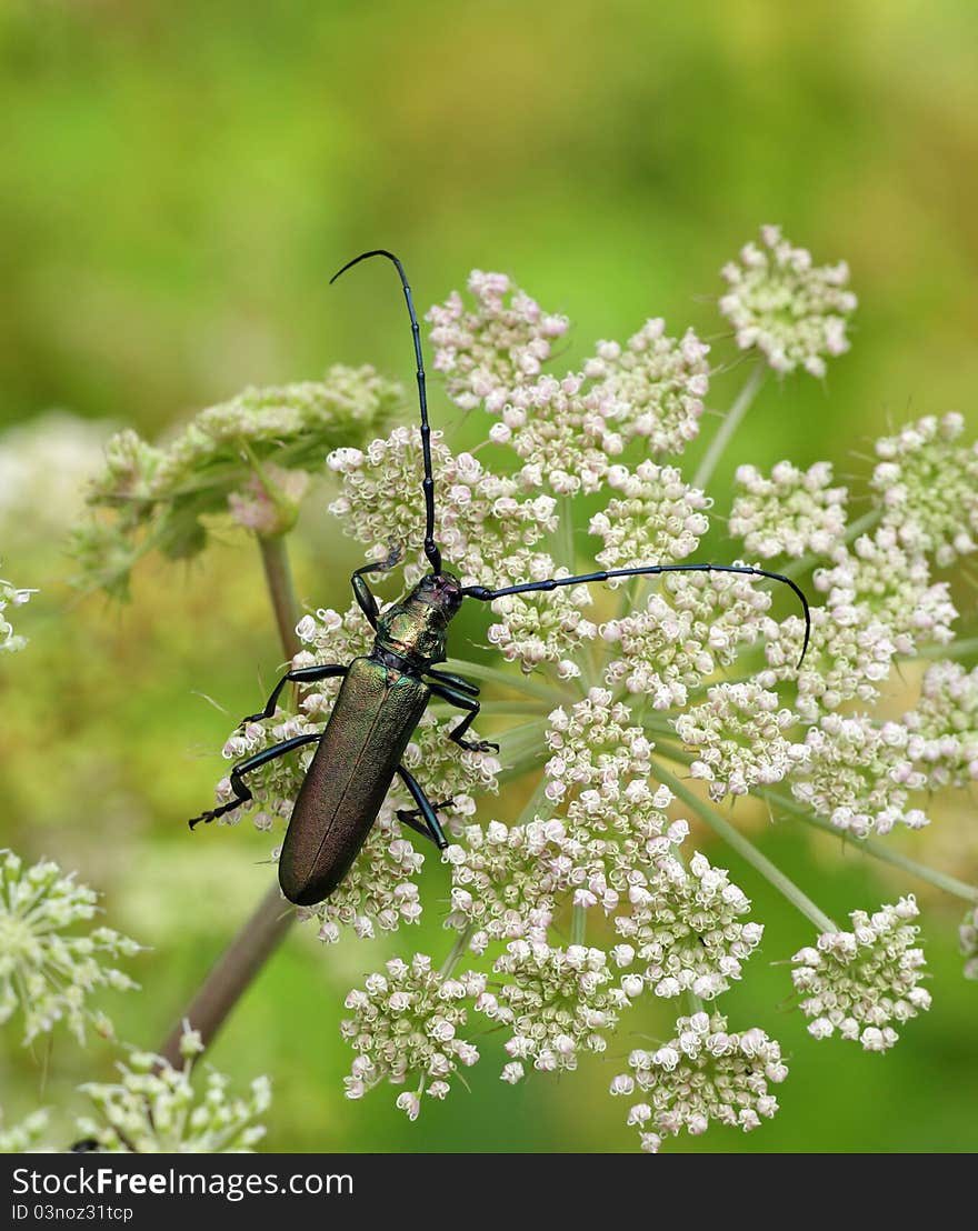 Musk beetle sitting on a plant. Musk beetle sitting on a plant