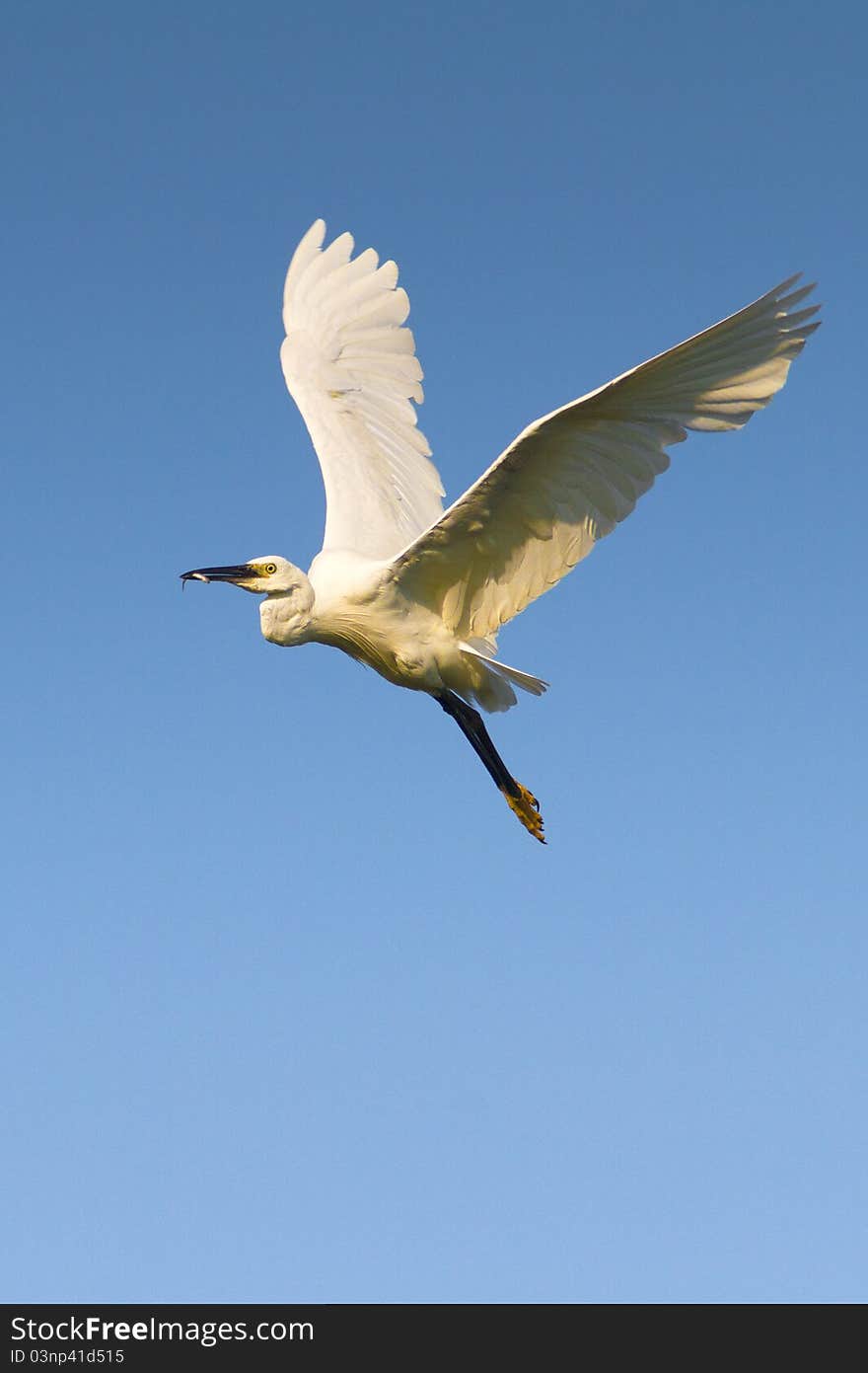 Little Egret (Egretta garzetta)