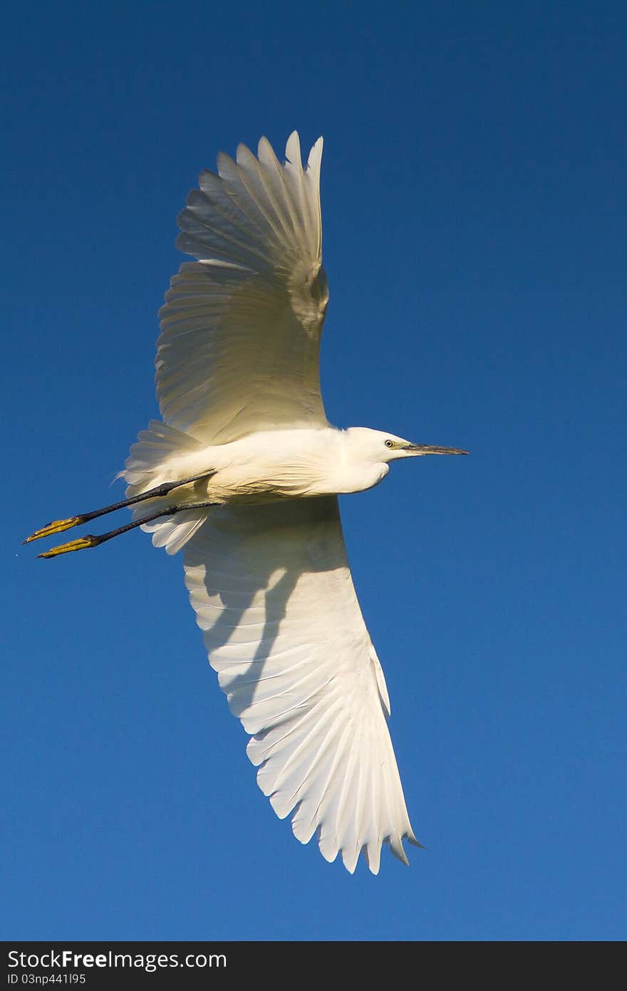 Little Egret in flight against the blue sky (Egretta garzetta). Little Egret in flight against the blue sky (Egretta garzetta)