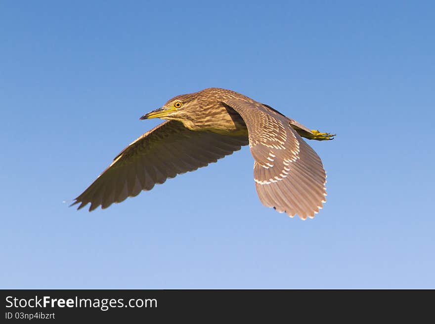 Black-Crowned Night-Heron immature in flight / Nycticorrax nycticorax. Black-Crowned Night-Heron immature in flight / Nycticorrax nycticorax