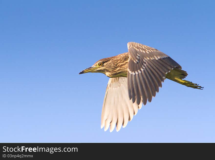 Black-Crowned Night-Heron immature in flight / Nycticorrax nycticorax. Black-Crowned Night-Heron immature in flight / Nycticorrax nycticorax