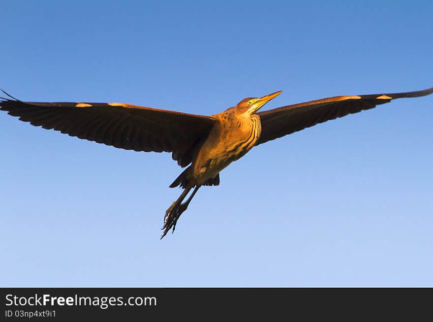 Purple heron in flight isolated on the blue sky (Ardea purpurea). Purple heron in flight isolated on the blue sky (Ardea purpurea)