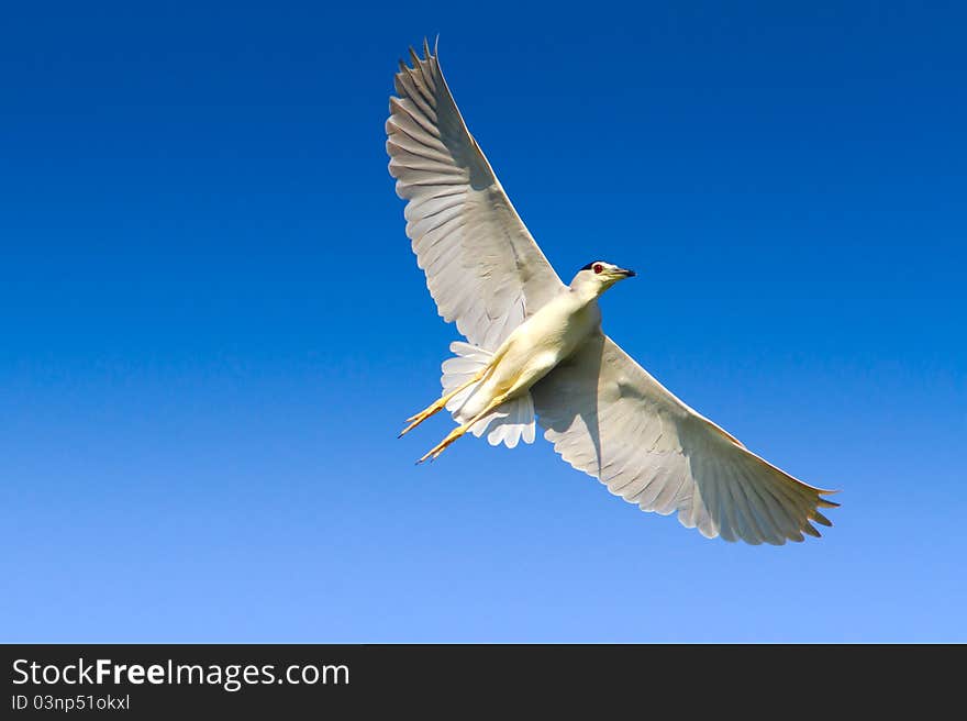 Night Heron / Nycticorrax nycticorax