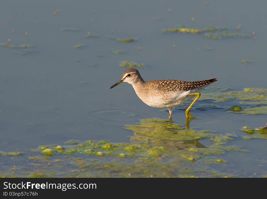 Wood Sandpiper  (Tringa glareola)