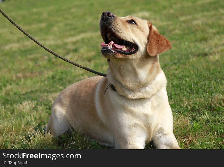 Portrait of an adult male Labrador retriever in the meadow. Portrait of an adult male Labrador retriever in the meadow