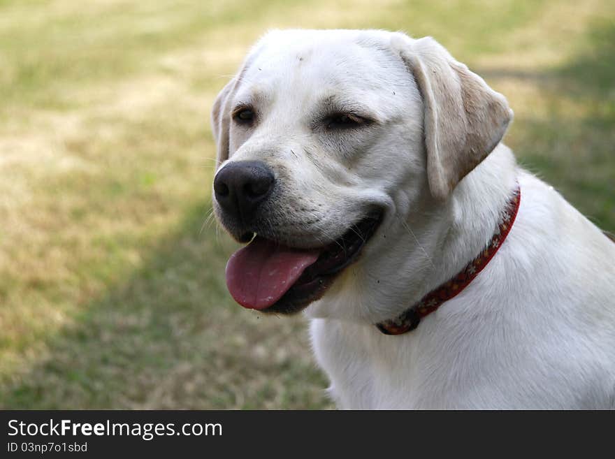 Portrait of an adult male Labrador retriever in the meadow. Portrait of an adult male Labrador retriever in the meadow