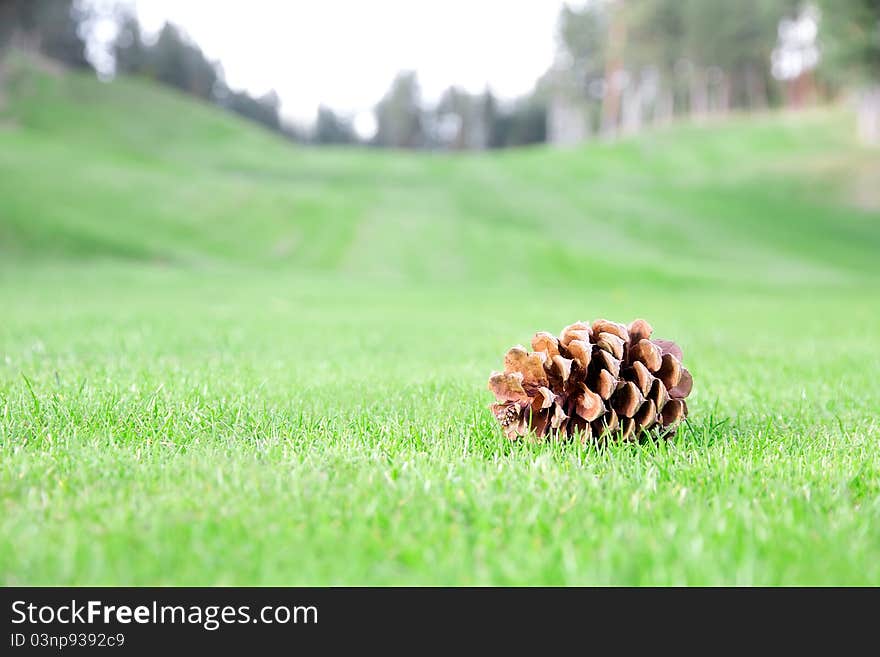 Single bump on grass