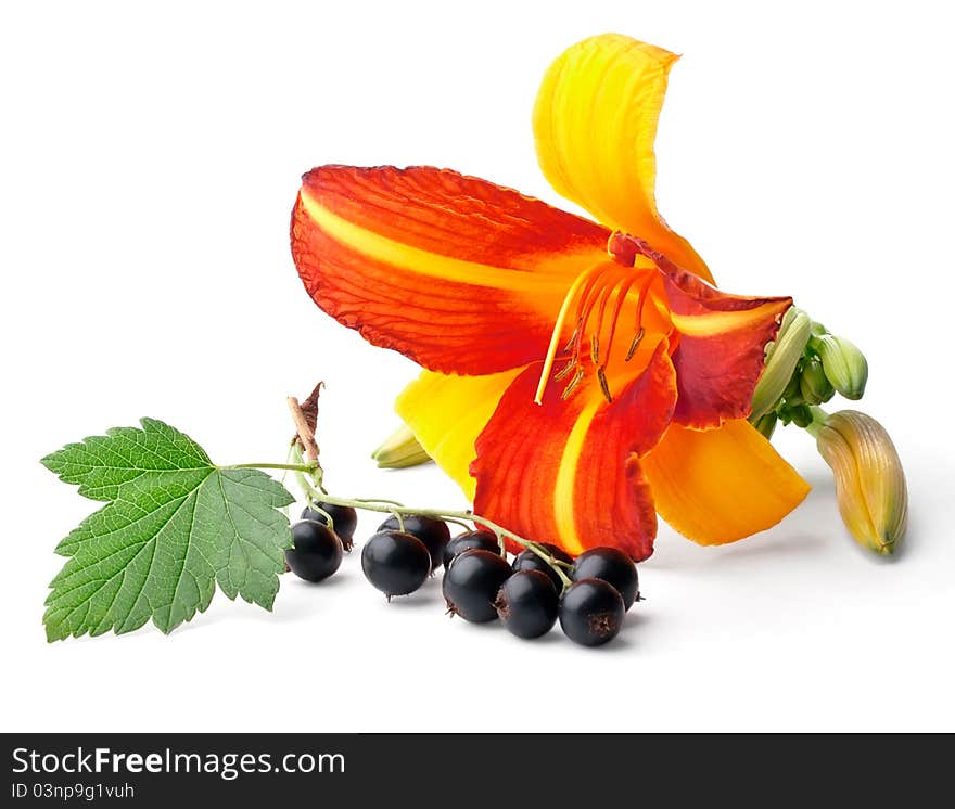 Lily and black currant isolated on white background