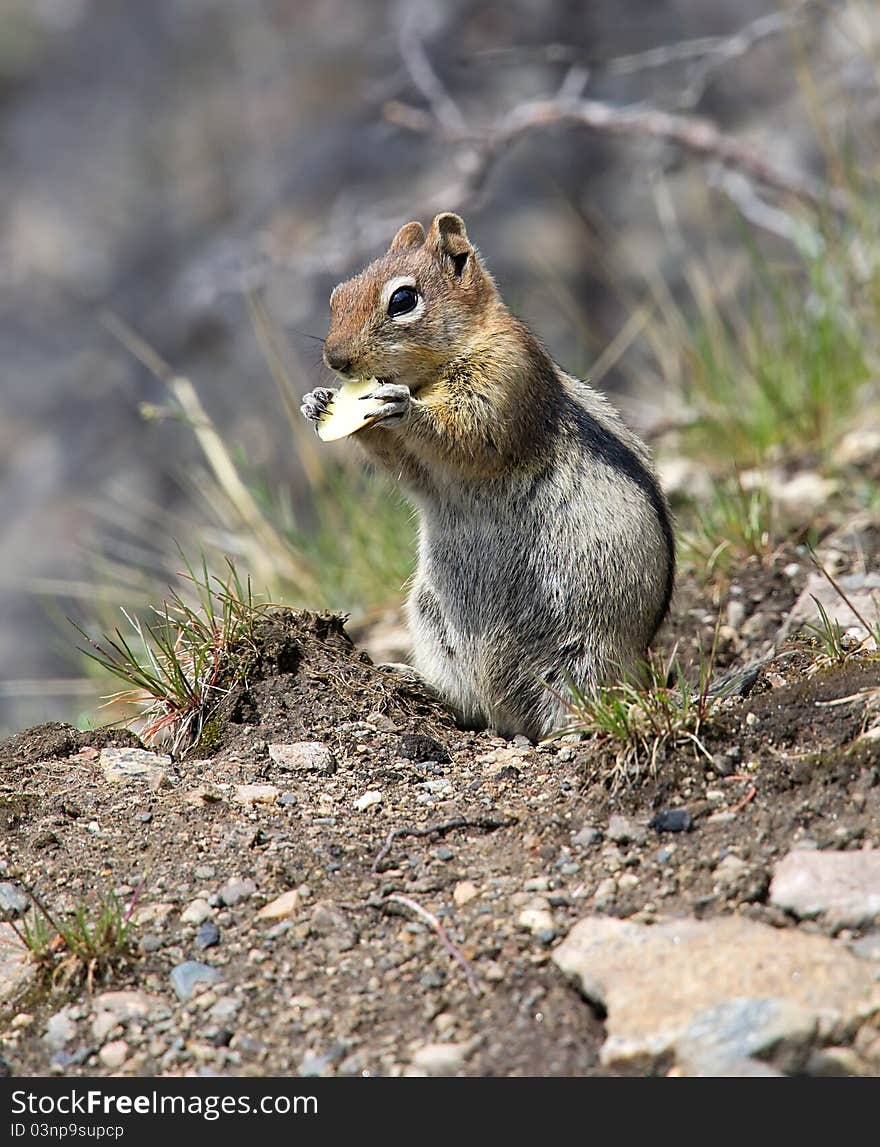 Squirrel chews a piece