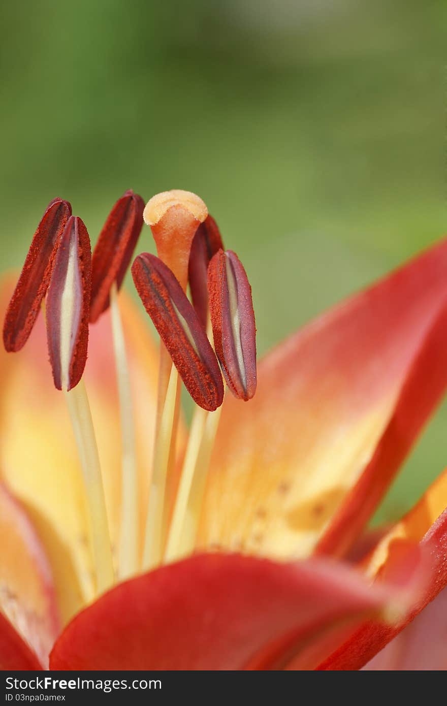 Close up of stamens of a red lily