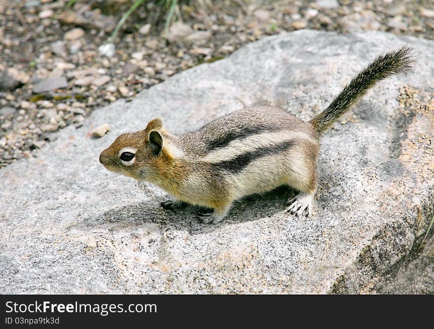 Squirrel on rock in search of food