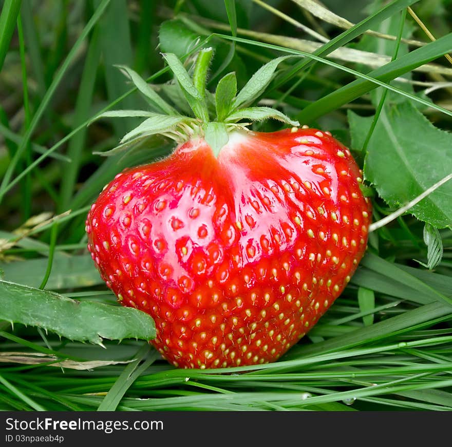 Juice strawberry in high grass. Juice strawberry in high grass