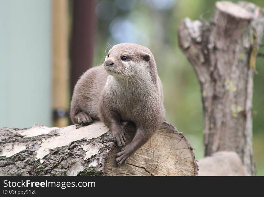 Asian Otter1