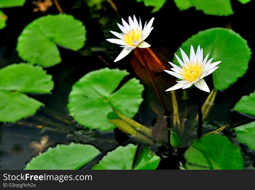 A water lily in the lake