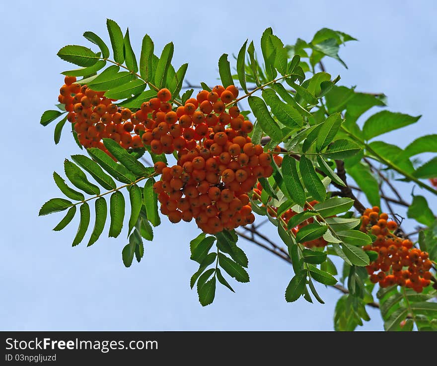 Rowan berries naturally hanging on the tree.