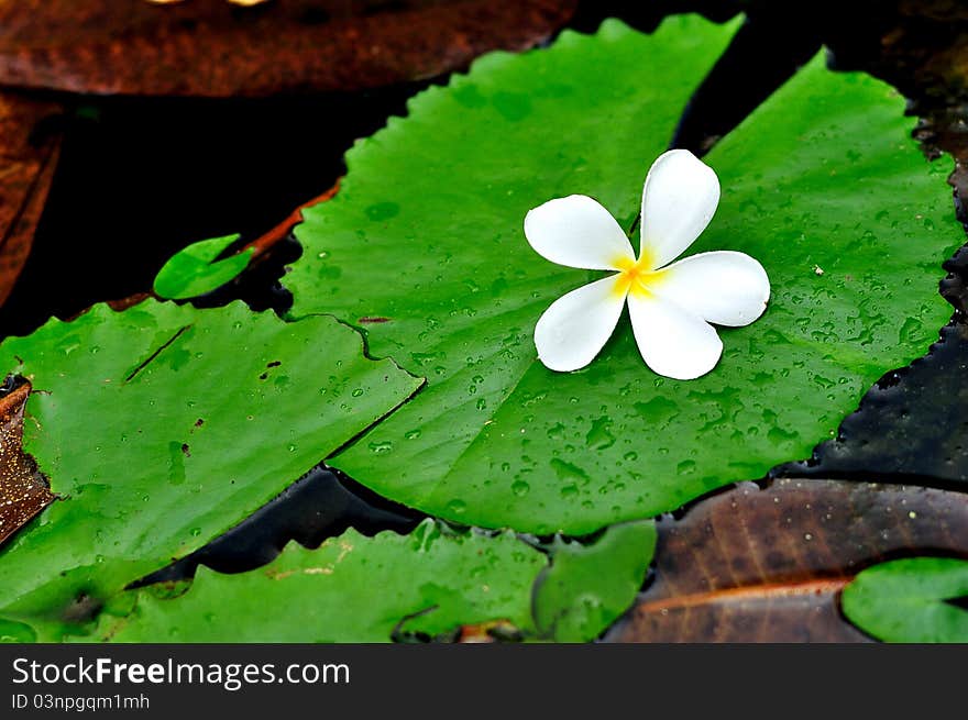 A plumeria on lotus leaf