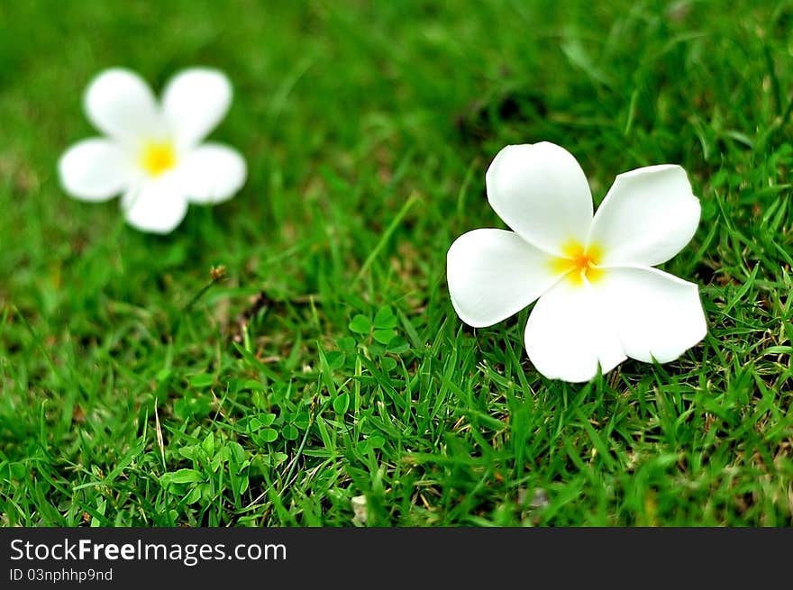 A plumerias on the grass