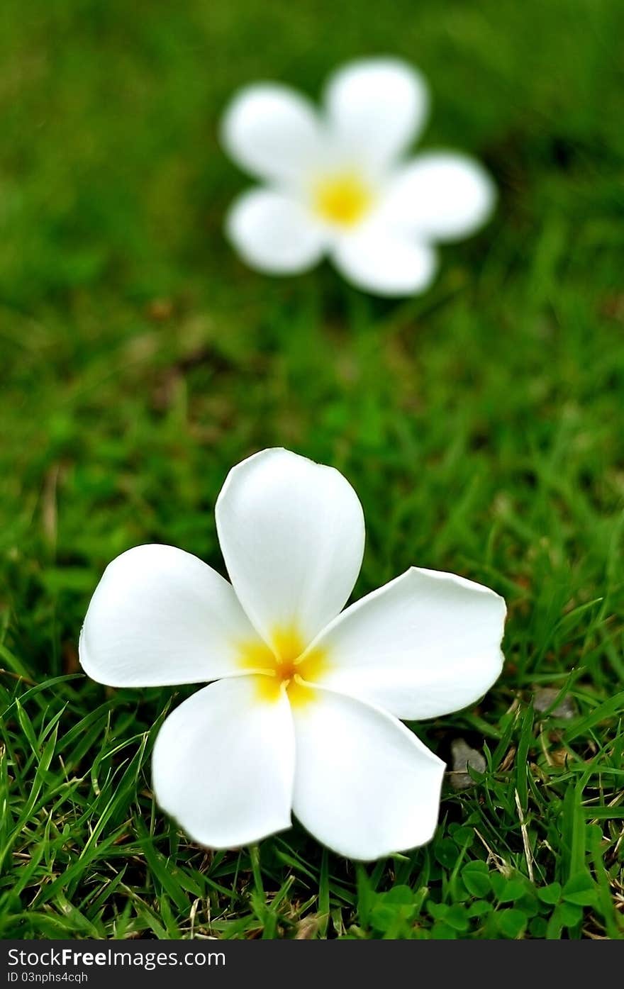 A plumerias on the grass