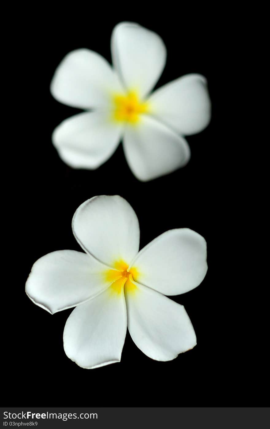 A plumerias with dark background