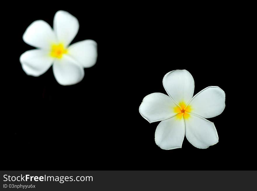 A plumerias with dark background