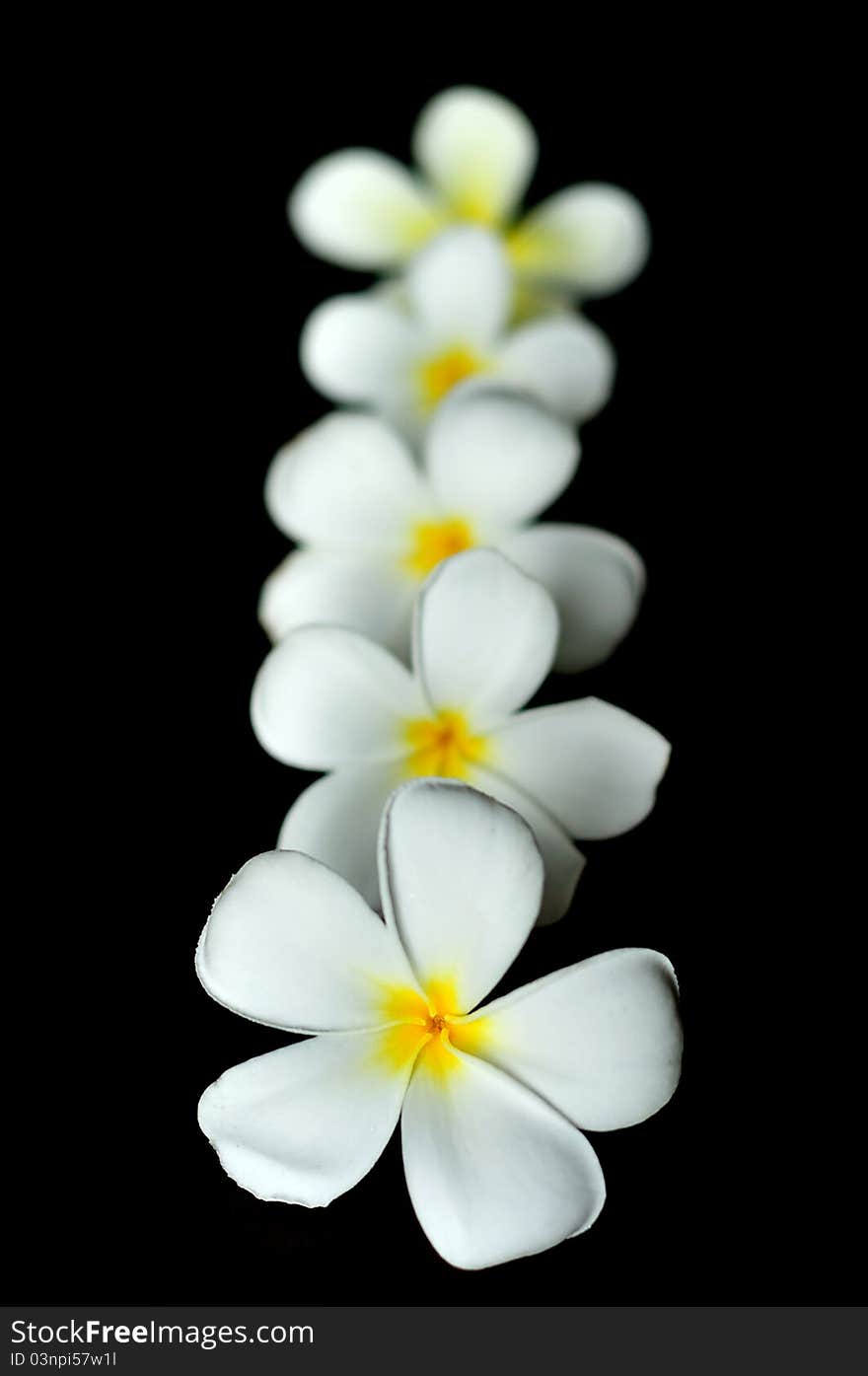 A row of plumerias with dark background