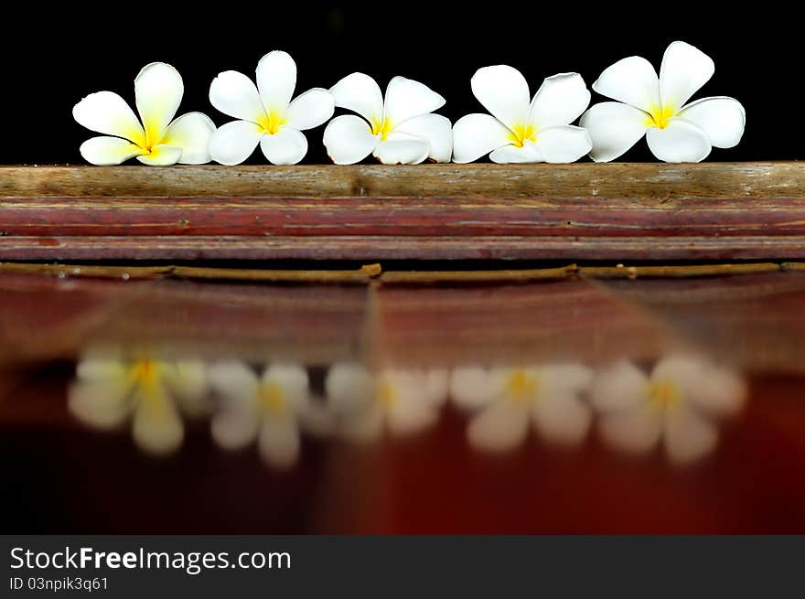 A row of plumerias on the wood ground