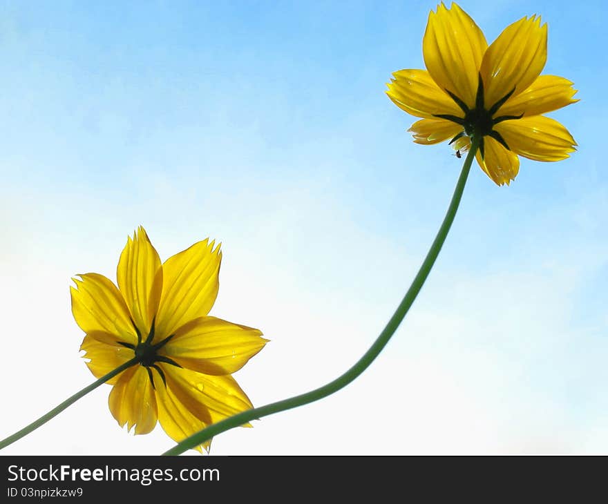 Yellow Cosmos