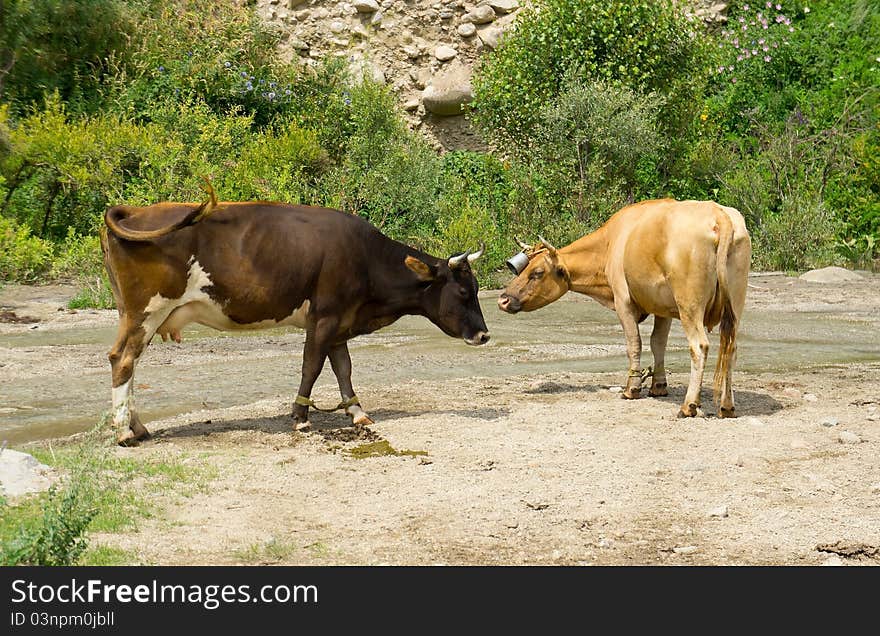 Two brown dairy cows near mountains river.