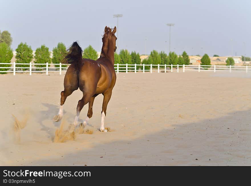 Arabian running Horse in the Arabian Desert. Arabian running Horse in the Arabian Desert