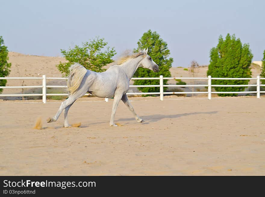 Arabian running Horse in the Arabian Desert. Arabian running Horse in the Arabian Desert