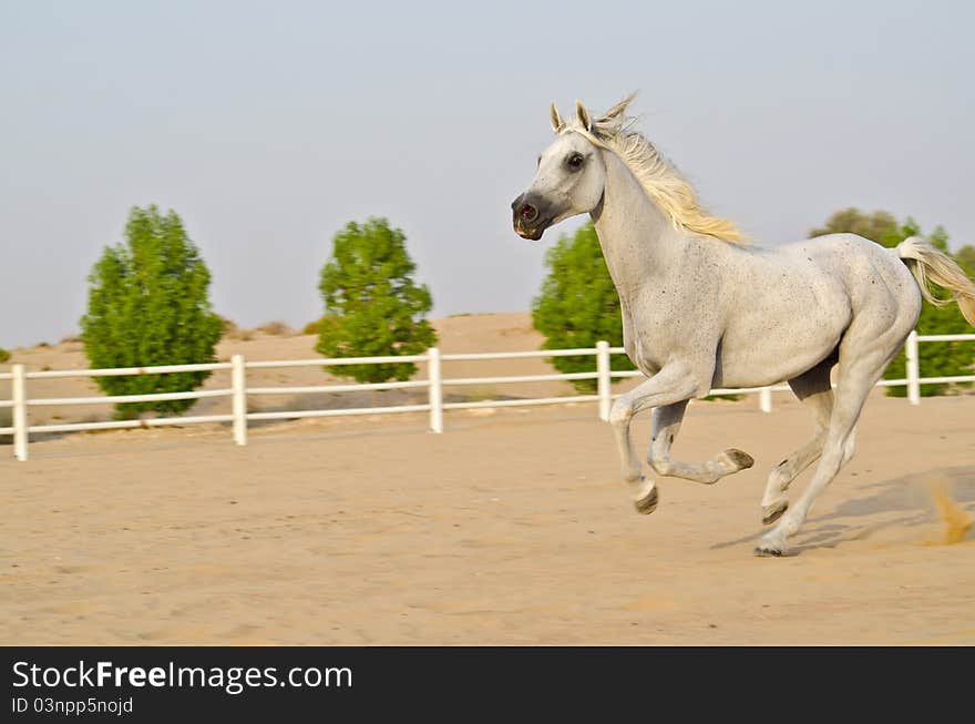 Arabian running Horse in the Arabian Desert. Arabian running Horse in the Arabian Desert