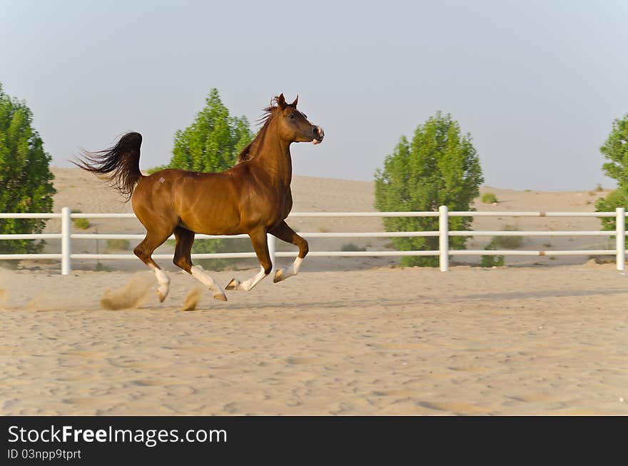 Arabian running Horse in the Arabian Desert. Arabian running Horse in the Arabian Desert