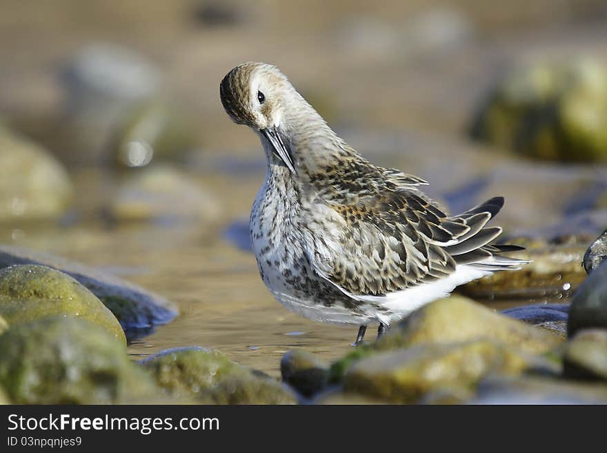 Dunlin_Calidris sp