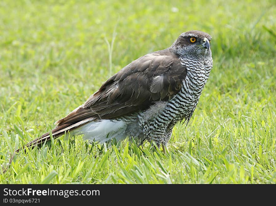 Goshawk Accipiter gentilis