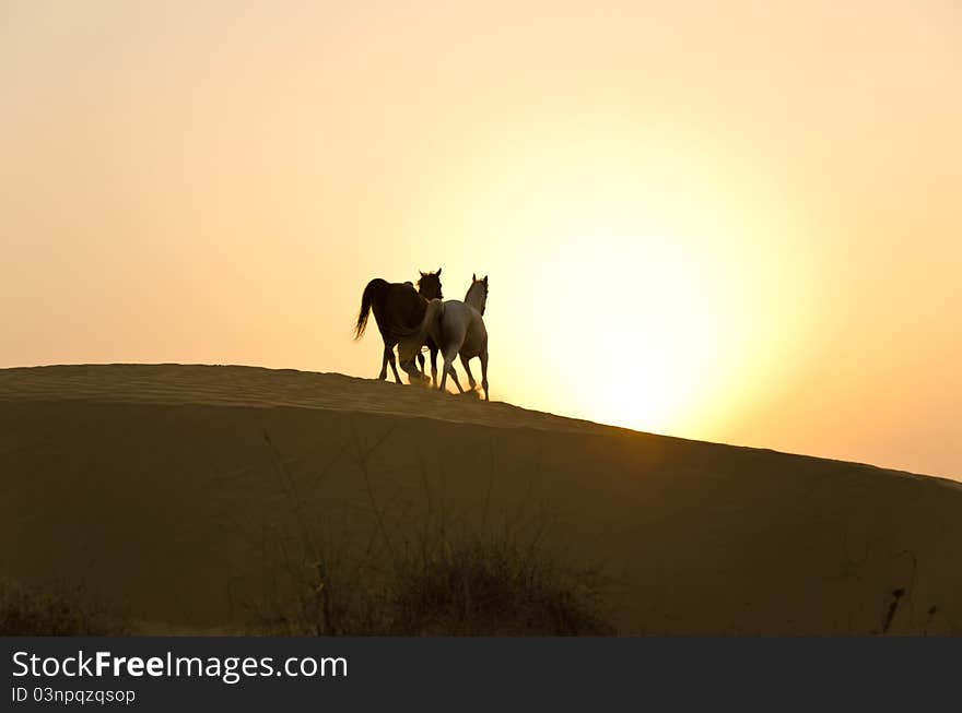 Arabian Horses in the Arabian Desert during sunset