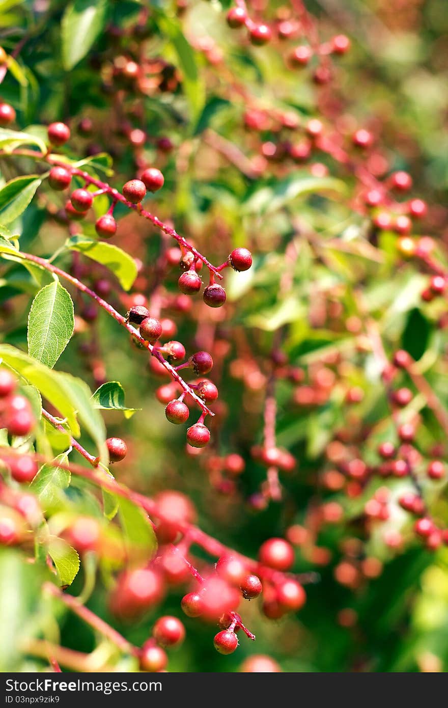 Red berries on the green tree in the sunlight